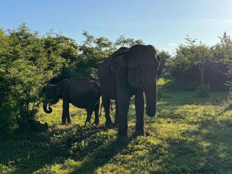 yala-safari-w-tush-with-pickup-from-ella-drop-off-at-ella