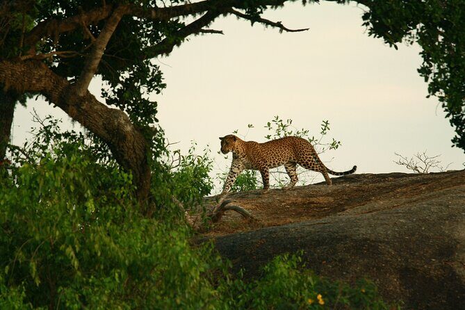 Yala Safari - Yala National Park - What to Expect on the Tour