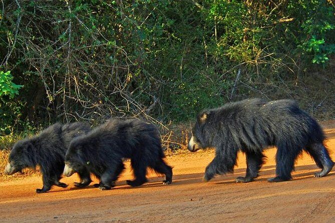 Yala Safari - Yala National Park - The Itinerary Breakdown