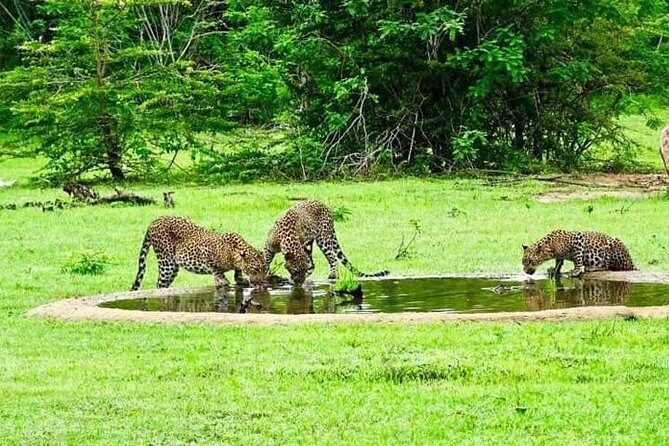 Yala Safari - Yala National Park - Who Should Book This Safari?