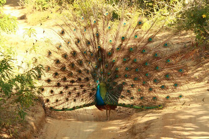 Yala Safari - Yala National Park - FAQ