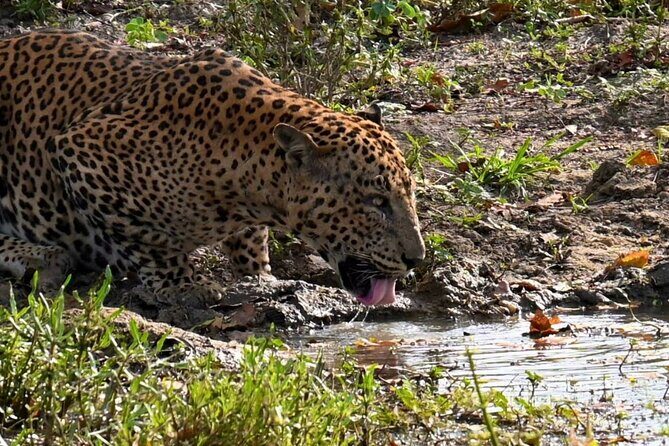 Yala sunrise half day by NPA Leopard Safari - Discover the Yala Sunrise Half Day Safari with NPA Leopard Safari