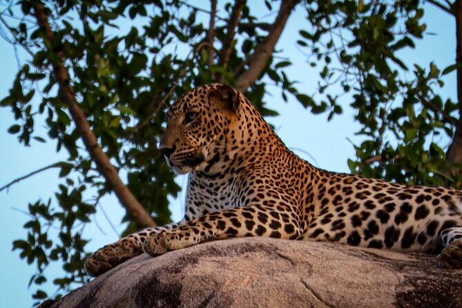 Yala sunrise half day by NPA Leopard Safari - Key Points