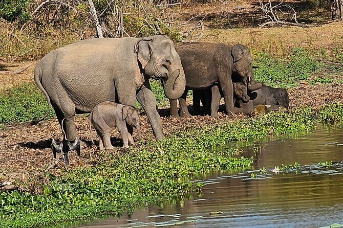 Yala sunrise half day by NPA Leopard Safari - Why We Think This Tour Is a Great Choice