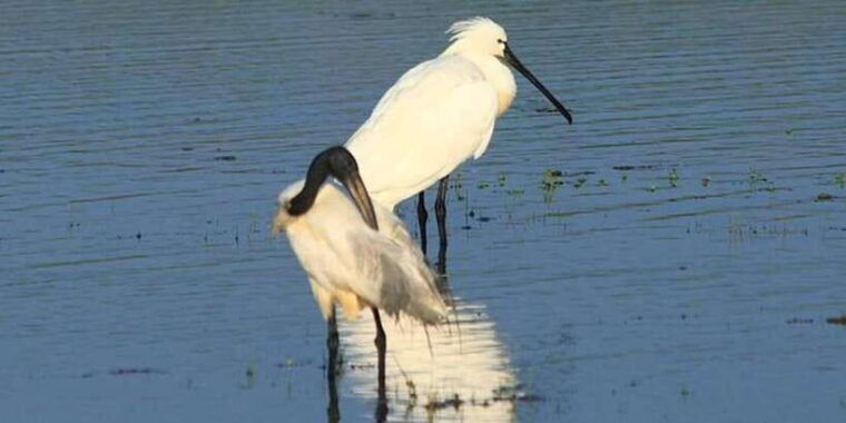 yala-sunset-tour-by-boat-beach-bbq-dinner