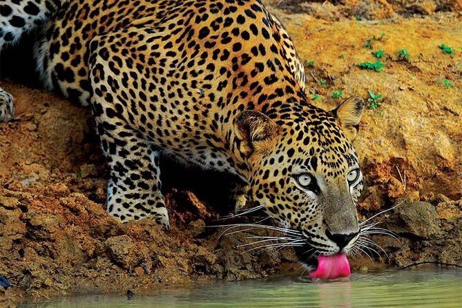 Yala Wild Adventure Safari - Introduction: What Makes the Yala Wild Adventure Safari Worth Considering