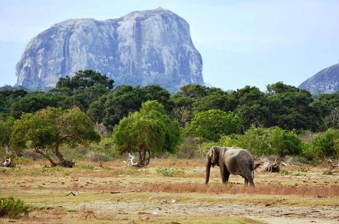 Yala Wild Adventure Safari - The Sum Up: Is the Yala Wild Adventure Safari Right for You?