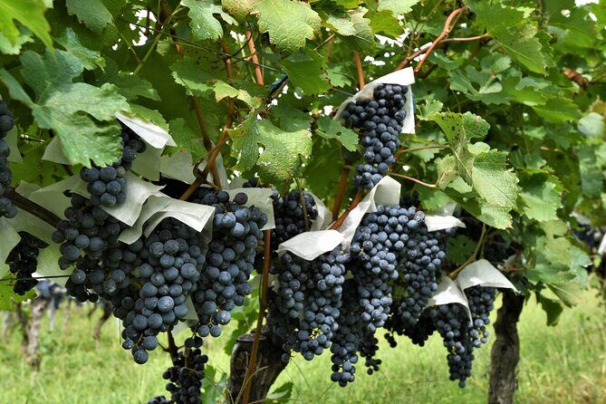 Yamanashi Koshu Winery Private Tour with Licensed Guide & Vehicle - Final Thoughts