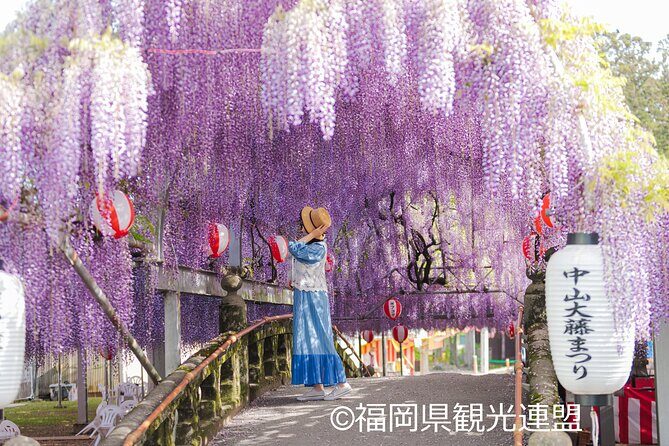 Yanagawa Great Wisteria and Traditional Canal Boat Experience - Key Points