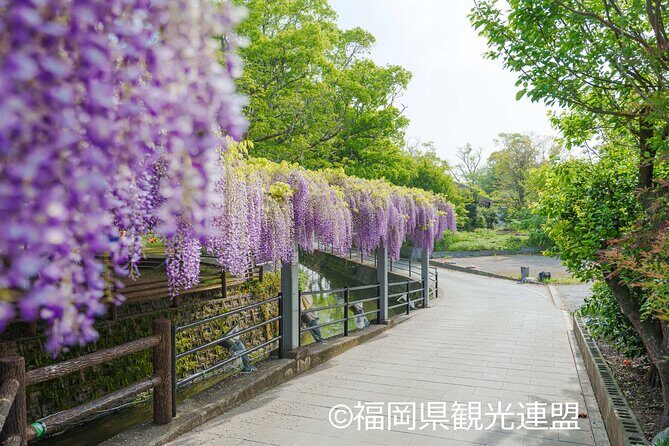 Yanagawa Great Wisteria and Traditional Canal Boat Experience - Exploring the Itinerary: What You Can Expect