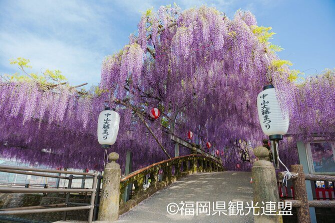 Yanagawa Great Wisteria and Traditional Canal Boat Experience - What We Liked Most: Authenticity and Scenic Beauty