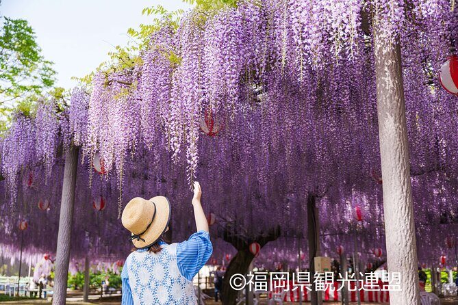 Yanagawa Great Wisteria and Traditional Canal Boat Experience - Who Is This Tour Best For?