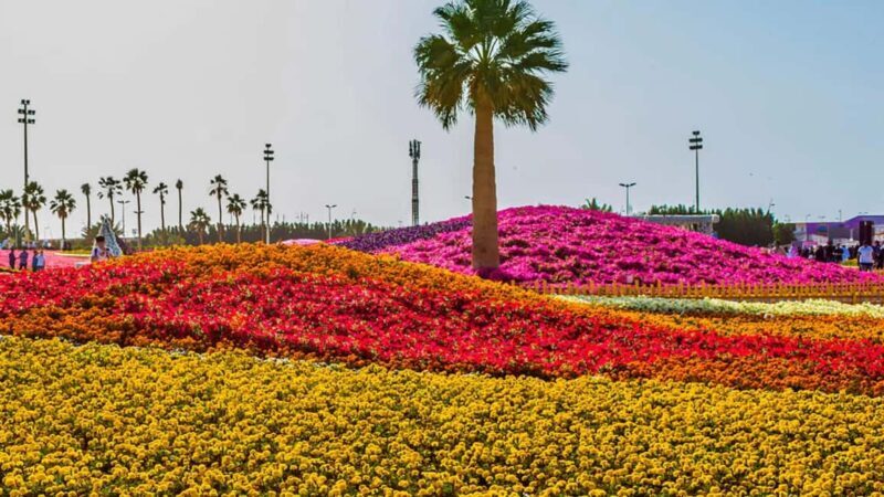 Yanbu: Guided Tour in The City of Springs - Culinary Experiences and Local Flavors