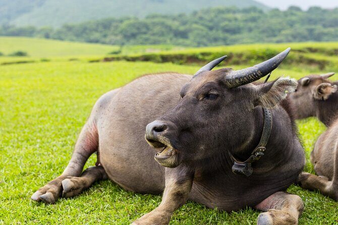 Yangmingshan Half Day Tour in Taipei - Frequently Asked Questions