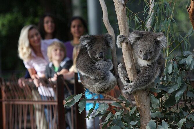 Yarra Valley Family Tour Wine, Wildlife, and Chocolate - Exploring the Tour: A Detailed Breakdown