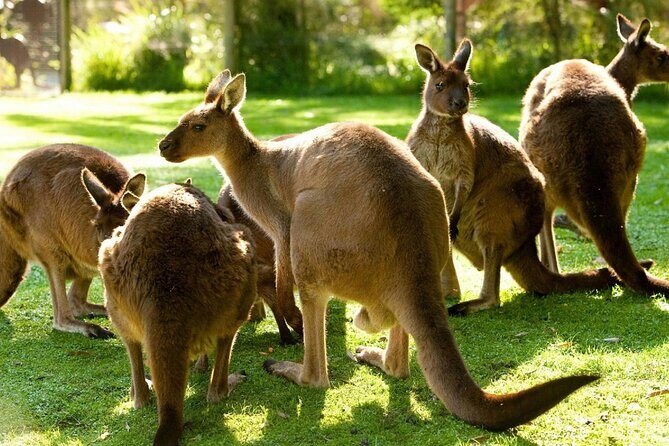 Yarra Valley Family Tour Wine, Wildlife, and Chocolate - Authentic Experiences & Hidden Gems