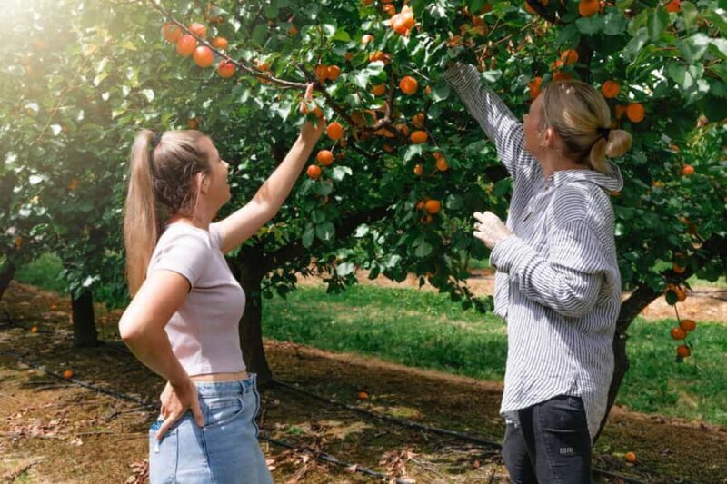 Yarra Valley: Orchard Tractor Tour with Fruit Tasting - The Value of This Tour