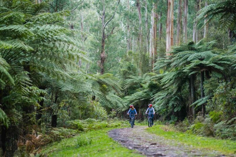 Yarra Valley: Redwood Forest Mountain Bike Adventure - Key Points