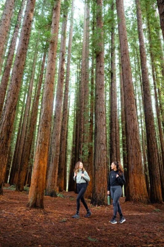 Yarra Valley: Redwood Forest Mountain Bike Adventure - Exploring the Itinerary and Highlights