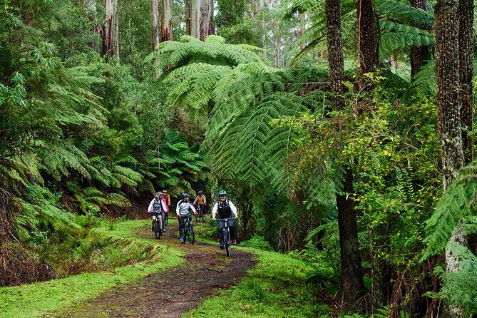 Yarra Valley Redwood Forest Mountain Bike Adventure - Key Points