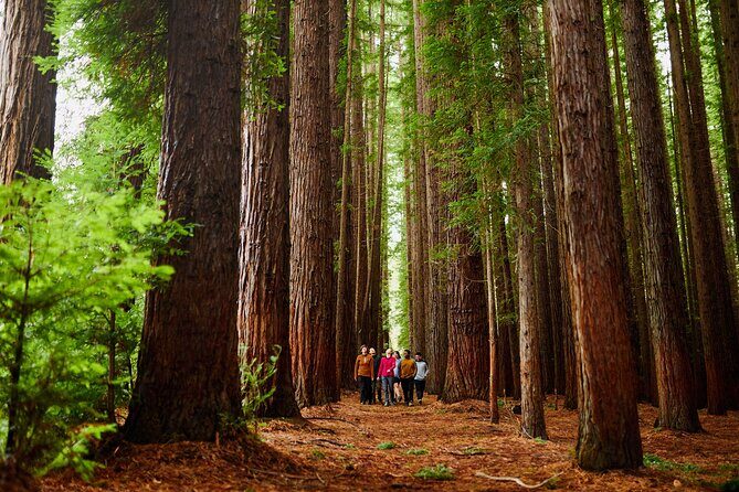 Yarra Valley Redwood Forest Mountain Bike Adventure - Who Is This Tour Best For?