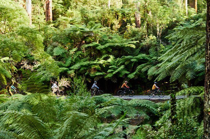 Yarra Valley Redwood Forest Mountain Bike Adventure - Final Thoughts
