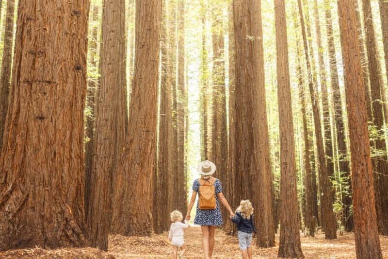 Yarra Valley | Redwoods, Wildlife, Wine, Chocolate - Exploring the Yarra Valley | Redwoods, Wildlife, Wine, Chocolate