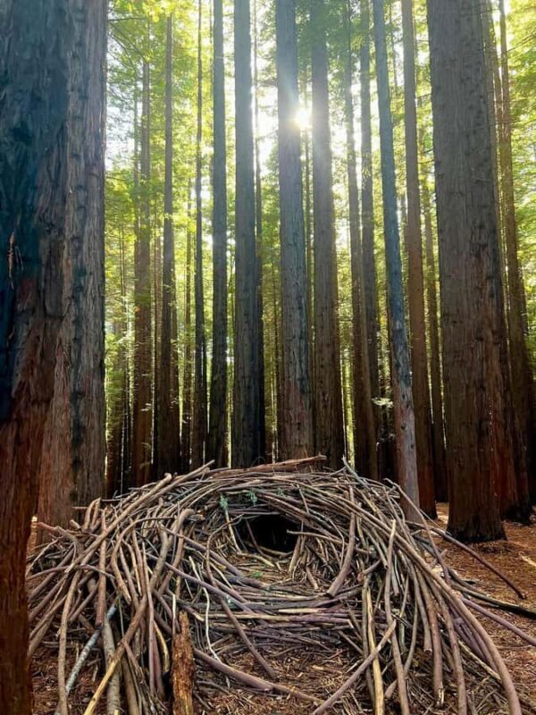 Yarra Valley | Redwoods, Wildlife, Wine, Chocolate - An In-Depth Look at the Yarra Valley Tour