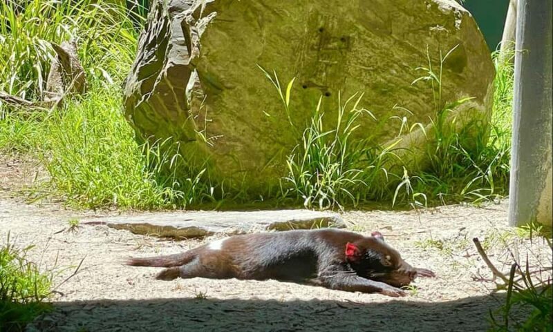 Yarra Valley | Redwoods, Wildlife, Wine, Chocolate - Final Thoughts