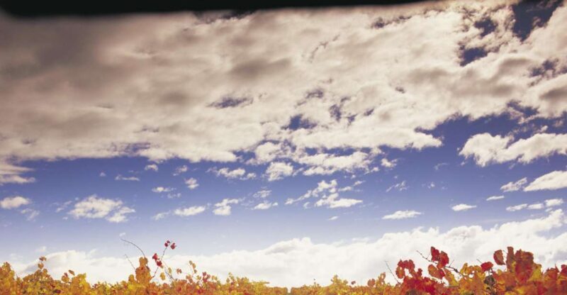 Yarra Valley: Winery Tour with Lunch at Yering Station - The Itinerary Breakdown: What to Expect
