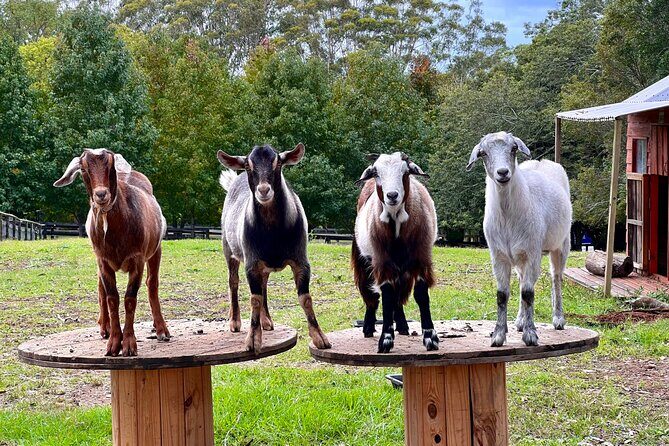 Yarramalong Valley Horse Farm Tours - Yarramalong Valley Horse Farm Tours: Authentic Australian Farm Experience