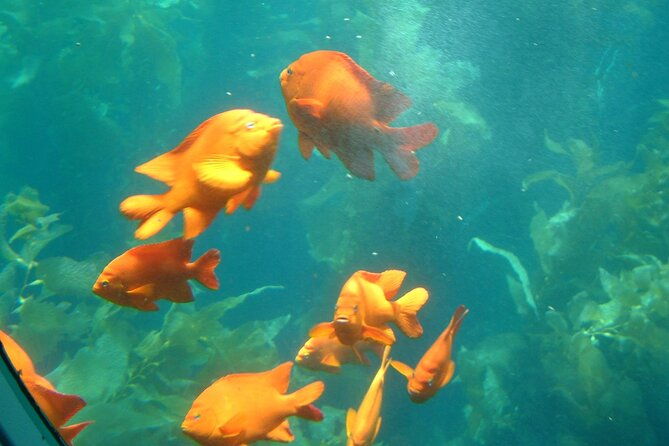 yellow-semi-submarine-tour-of-catalina-island-from-avalon