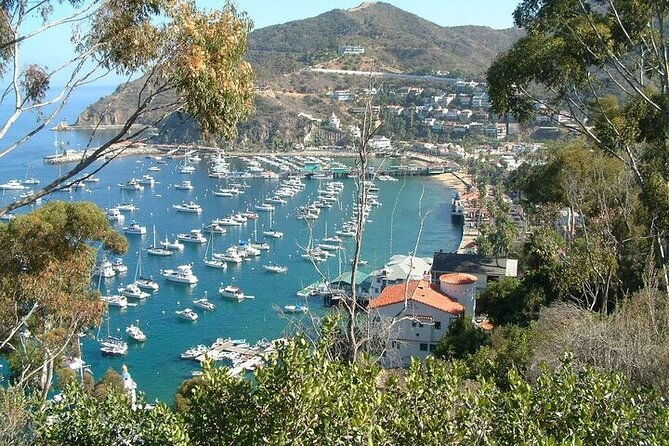 yellow-semi-submarine-tour-of-catalina-island-from-avalon