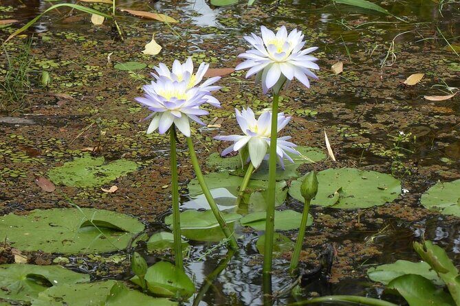 Yellow Water Cruise - Kakadu - Practical Tips