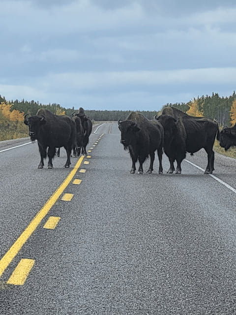 yellowknife-bison-highway-road-tour