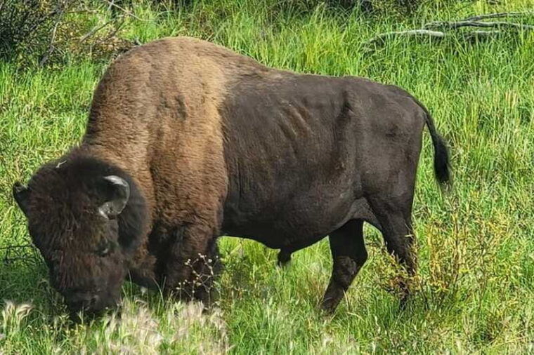 yellowknife-bison-highway-road-tour