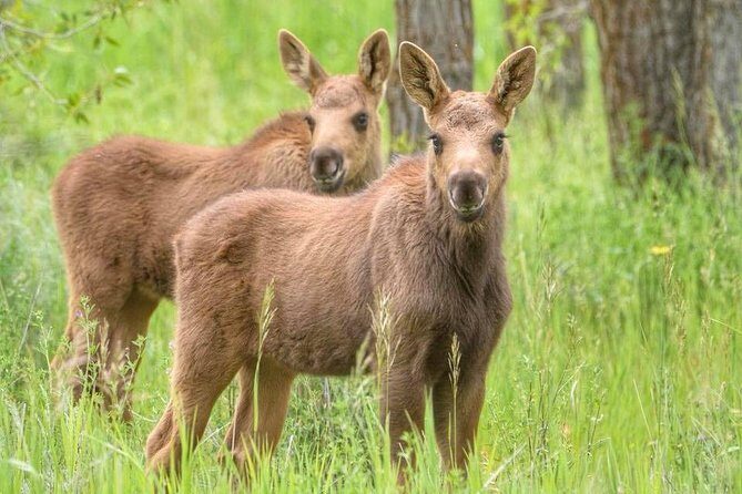 Yellowstone and Grand Teton 4 Day 3 Night Wildlife Adventure - FAQ