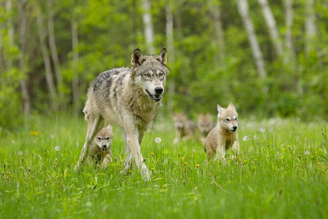 yellowstone-and-grand-teton-national-parks-wildlife-adventure-2-day-1-night