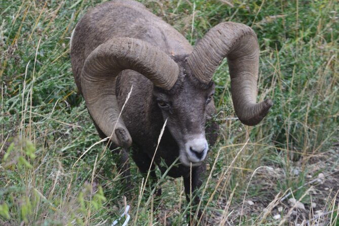 yellowstone-for-kids-all-inclusivefamily-fun-tours-pu-cody-wy