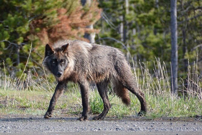 yellowstone-for-kids-family-fun-tour-w-pu-in-west-yellowstone