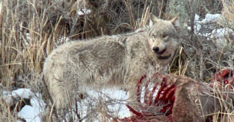 yellowstone-full-day-private-guided-tour-by-car-with-lunch