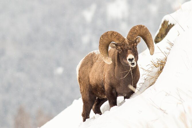 yellowstone-full-day-winter-tour-with-optional-hike-or-snowshoe