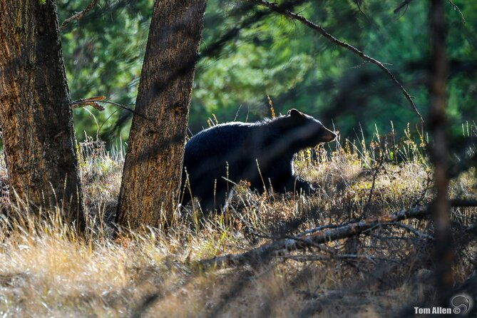 yellowstone-grand-teton-national-parks-small-group-3-day-tour