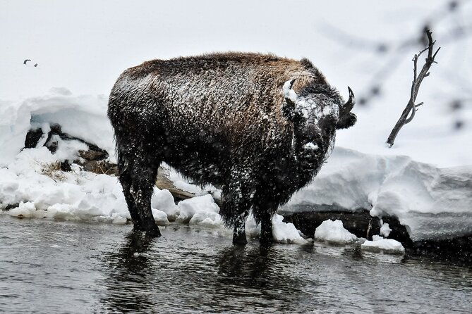 yellowstone-grand-teton-national-parks-winter-tour-small-group-4-day-tour