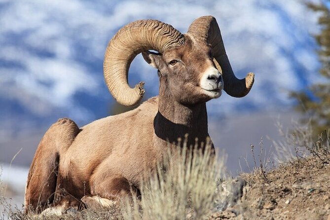 yellowstone-grand-teton-natl-parks-day-tour-private-tour