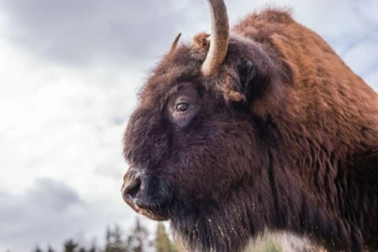 yellowstone-grand-tetons-4-day-3-night-wildlife-adventure