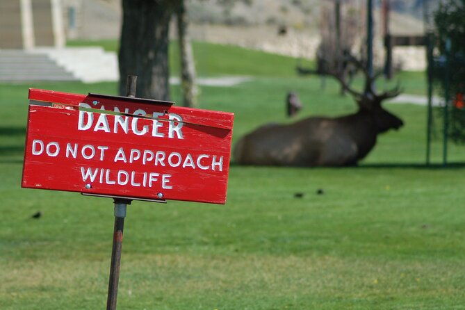yellowstone-grand-tour-see-all-yellowstone-in-one-day