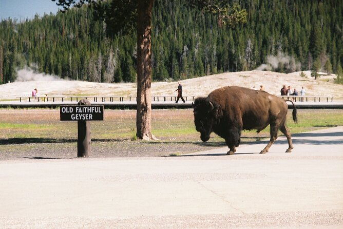 yellowstone-grand-tour-see-all-yellowstone-in-one-day