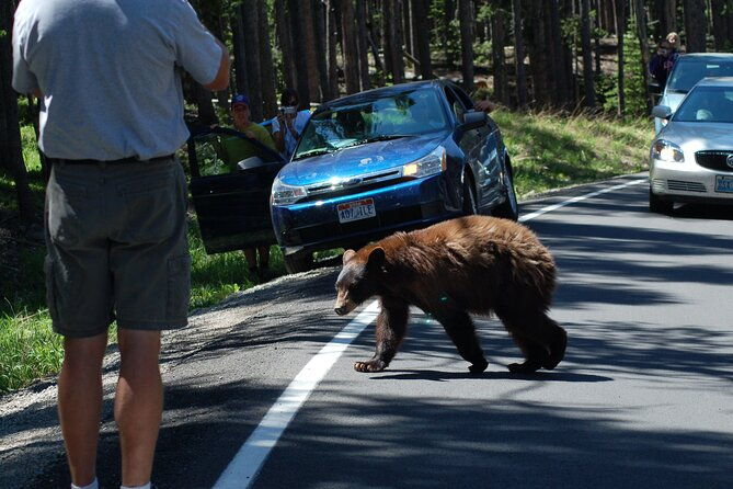 yellowstone-grand-tour-see-all-yellowstone-in-one-day