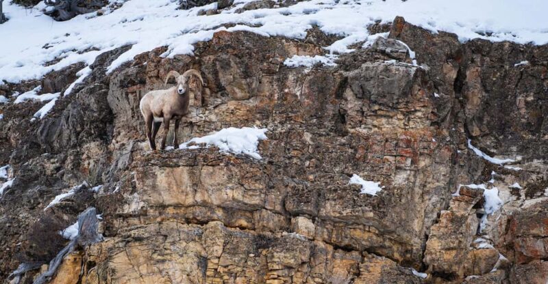 Yellowstone National Park: 3 Day Wildlife Photography Tour - Exploring the Yellowstone Experience in Winter  